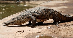 В реке Исеть Екатеринбурга полиция ищет крокодила