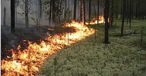 Из-за пожаров введен режим чрезвычайной ситуации в Красноярском крае